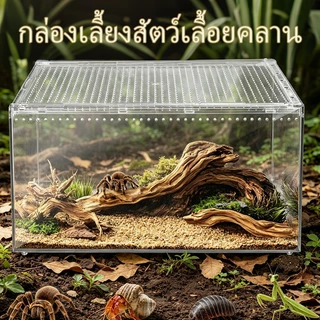กล่องเลี้ยงสัตว์เลื้อยคลาน วัสดุอะคริลิก ตู้สัตว์เลี้ยง การสังเกตที่โปร่งใส 360องศา