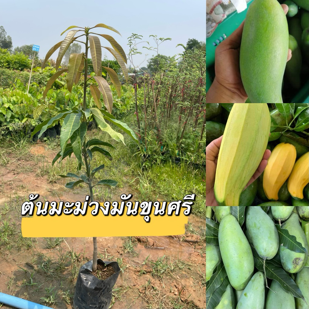 ต้นมะม่วงมันขุนศรี1ต้น120.พร้อมส่งเลยจ้า