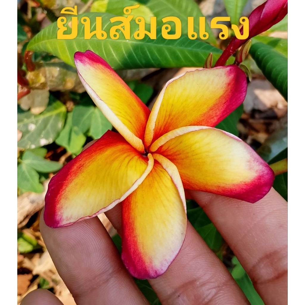 ลีลาวดี🏵️ยีนส์มอแรง🏵️(2กิ่ง=29฿)ความยาว30 CM.