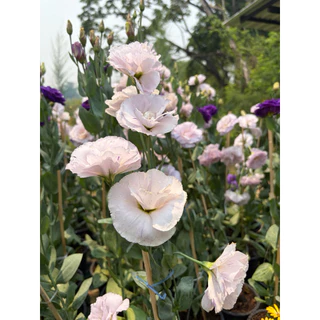 ต้นกุหลาบเวียดนาม /ไลเซนทัส (Lisianthus) ดอกสวย ให้ดอกทั้งปี