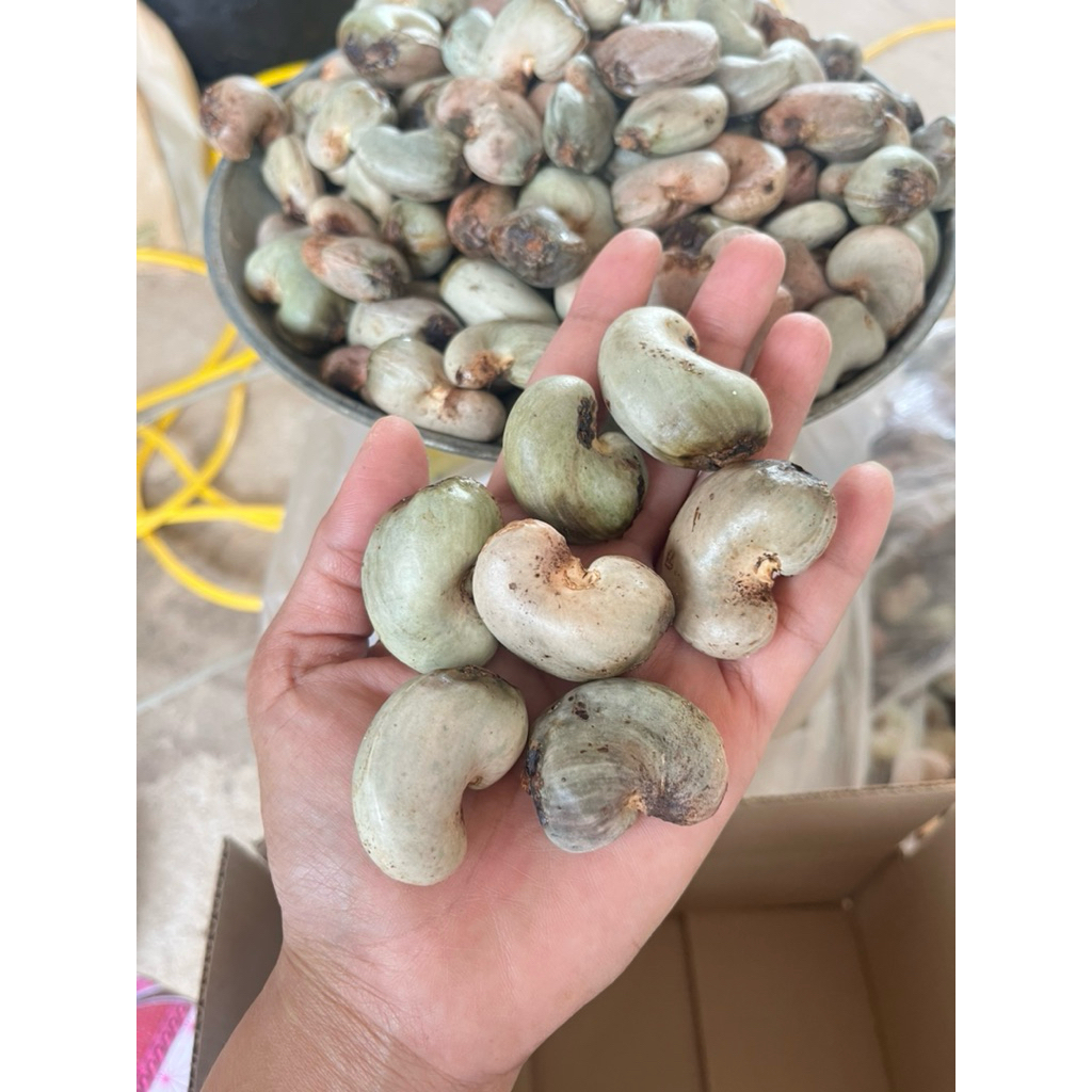 เมล็ดมะม่วงหิมพานต์พร้อมปลูกสำหรับเพาะพันธุ์ 1กิโล 120-150เมล็ด เมล็ดใหญ่ออกผลไว ลูกดก โตไว ราคาถูก Shopee Lazada