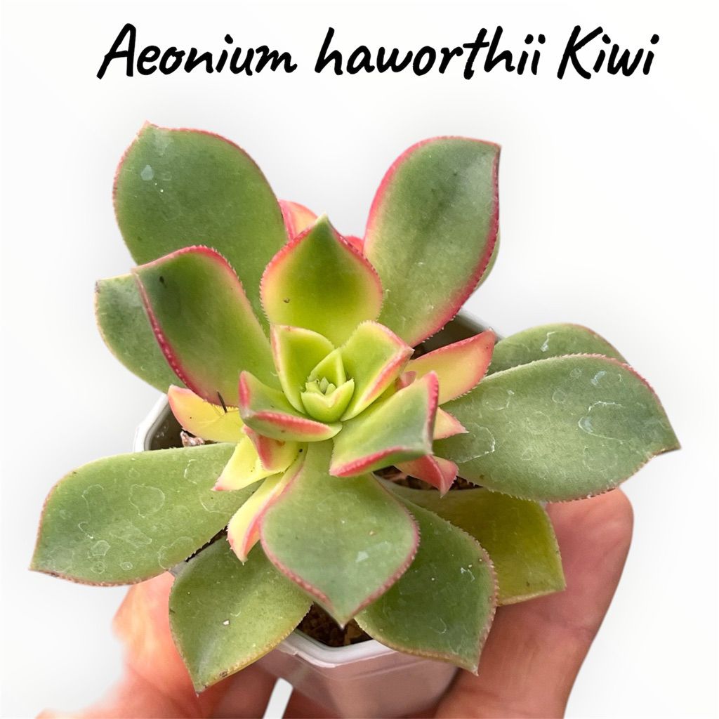 Aeonium haworthii Kiwi ไม้อวบน้ำ กุหลาบหิน ขนาด 2 นิ้ว