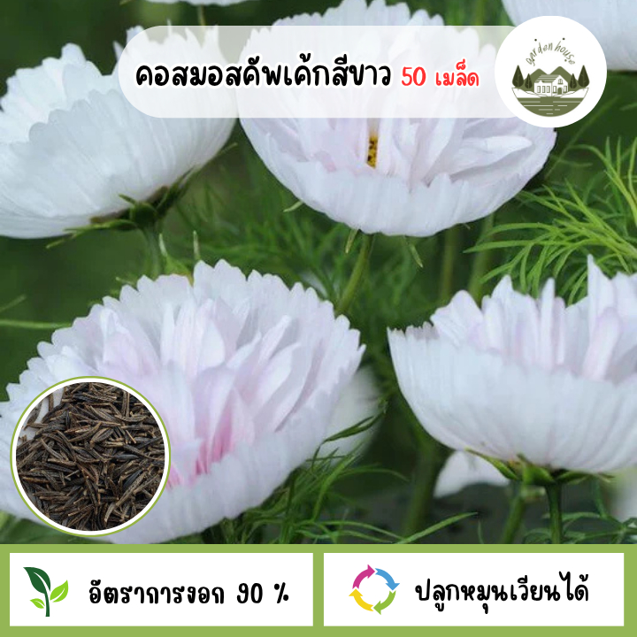เมล็ดพันธุ์ดอกคอสมอสคัพเค้กสีขาว 50 เมล็ด