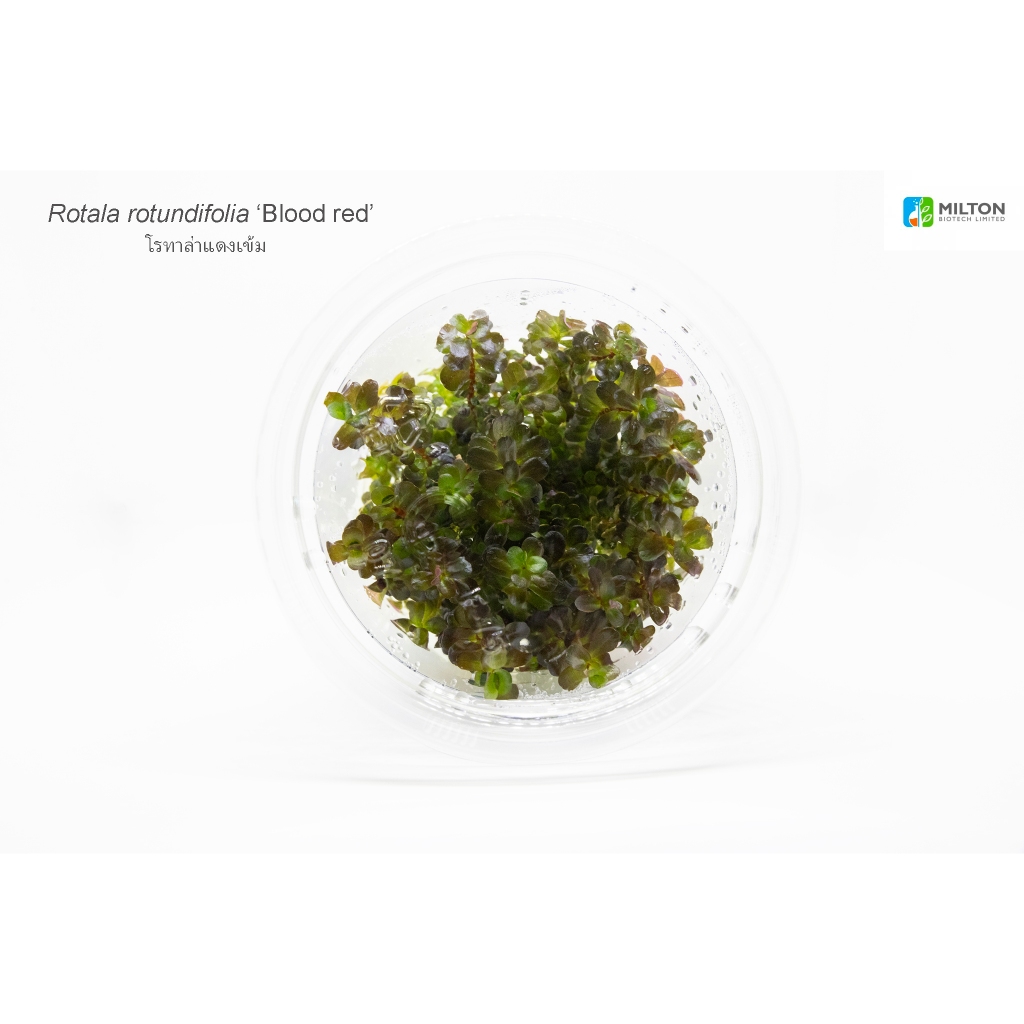 Rotala rotundifolia ‘Blood red’ (สีแดงเข้ม)ไม้กลางหลัง