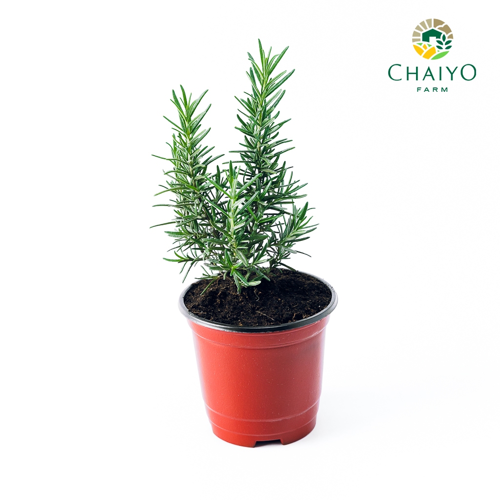 ต้นโรสแมรี ออร์แกนิค Organic Rosemary รูปที่ 6