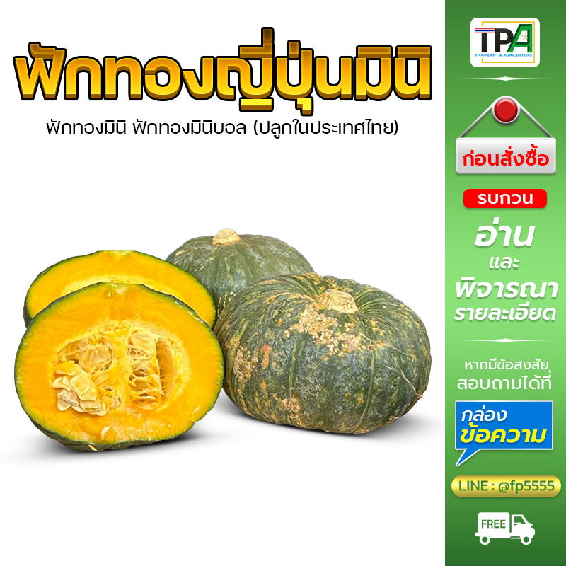 ฟักทองมินิบอล(เบอร์รอง-01) 1, 2, 5 กก.  (ผิวลาย มีแผล มีจุดเน่าเสียหาย เนื้อสวย) ปลูกในไทย