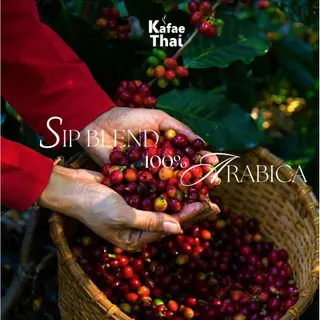 [ส่งฟรี] เมล็ดกาเเฟคั่ว Sip Blend Arabica by KafaeThai คั่วกลางเข้ม อาราบิก้า100% หอมเข้ม กลมกล่อม สูตรเฉพาะ ขนาด 250g