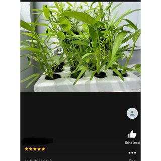 เมล็ดพันธุ์ ผักบุ้งแก้ว 20 กรัม 🪴{ซื้อ 10แถม2 คละได้}เมล็ดใหม่สมบูรณ์ อัตราความงอกสูง