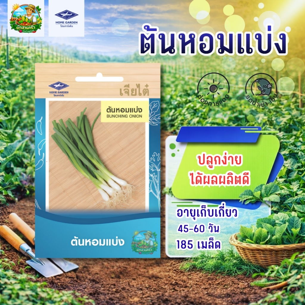 หอมแบ่ง CT/OP-088 ผักซอง เจียไต๋ เมล็ดพันธุ์ผัก เมล็ดผัก เมล็ดพืช ผักสวนครัว ซองประมาณ 185 เมล็ด – โปรปัง