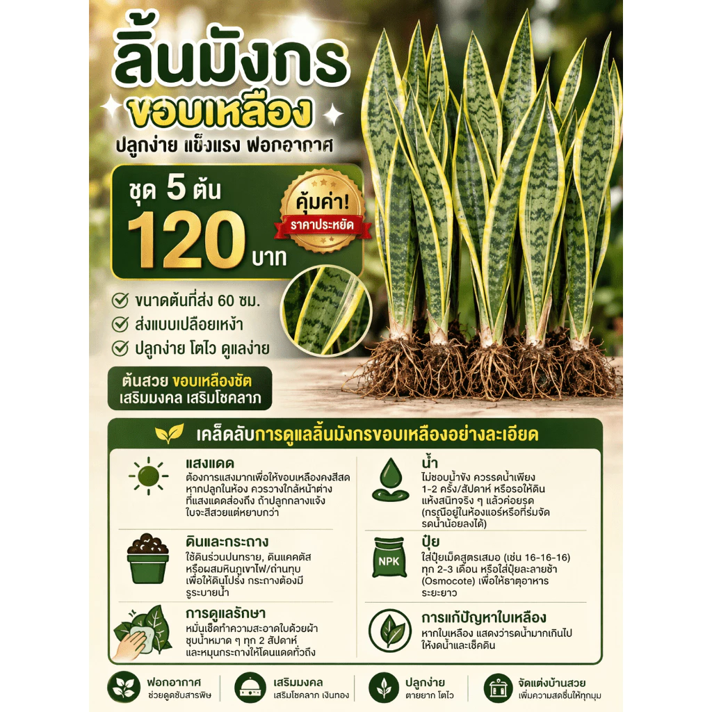 ชุด 5ต้น120บาทสูง60ซม. ลิ้นมังกรขอบเหลือง ปลูกในร่มได้ ทนแล้ง มีแถม‼️ลิ้นมังกรเขียว2ต้น