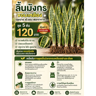 ชุด 5ต้น120บาทสูง60ซม. ลิ้นมังกรขอบเหลือง ปลูกในร่มได้ ทนแล้ง มีแถม‼️ลิ้นมังกรเขียว2ต้น