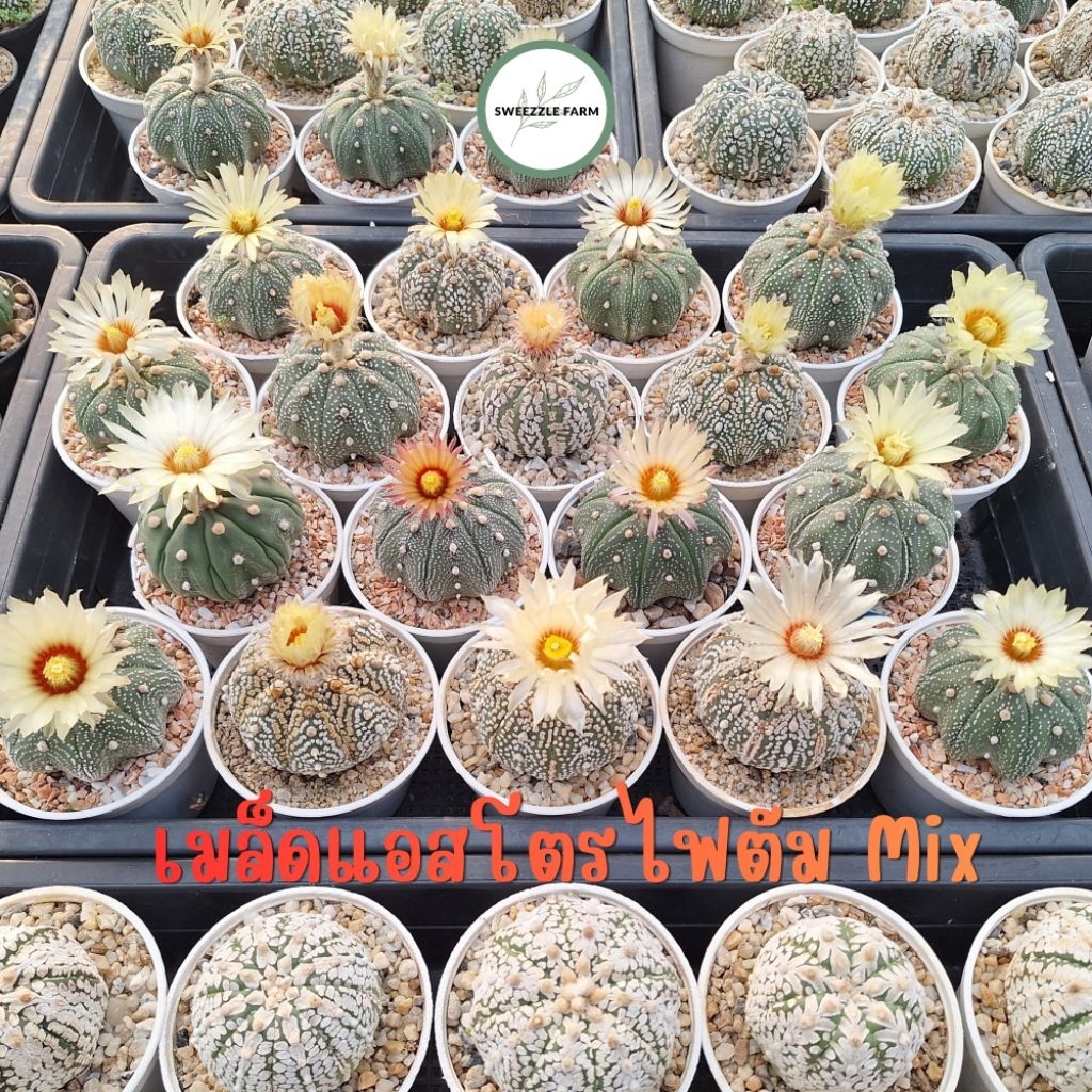 (ซื้อ 5 แถม 1) เมล็ด กระบองเพชร แคคตัส (Cactus) เมล็ด แอสโตรไฟตัม มิกซ์ น้ำหนัก 0.5 กรัม เก็บเมล็ดปีนี้ (ปี 2569)