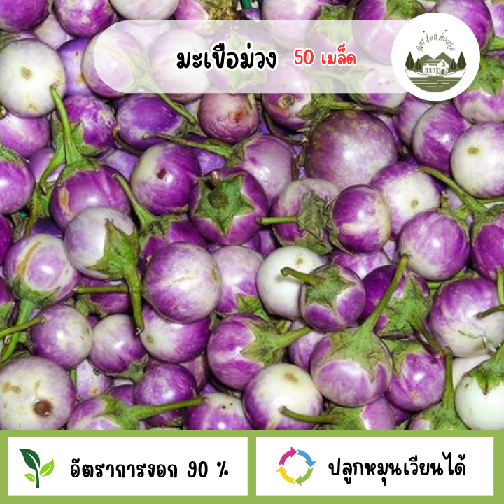 มะเขือม่วง 50 เมล็ด.