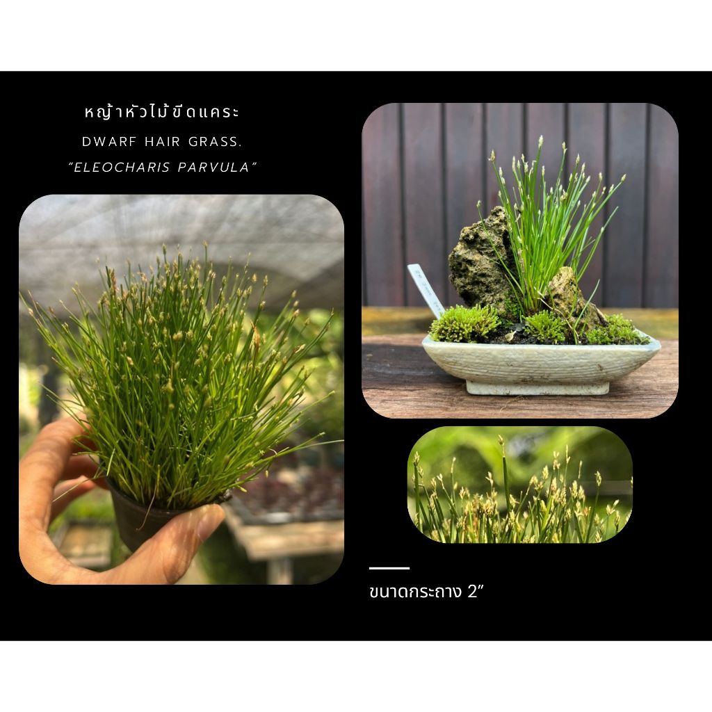 หญ้าหัวไม้ขีดแคระ Dwarf hair grass.💚 Eleocharis parvula. หญ้าประดับบอนไซ