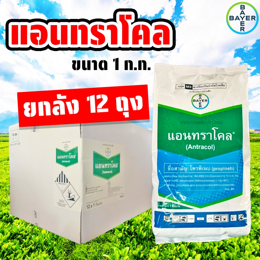 (ยกลัง12ถุง) แอนทราโคล (โพรพิเนบ) ขนาด 1 ก.ก. ยากันเชื้อรา สารป้องกันกำจัดโรคพืช