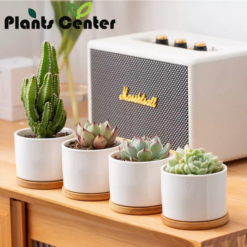 PlantsCenter T204 กระถางต้นไม้ เซรามิกขาวทรงกลม มีถาดรองไม้ ขนาด เป็นเซรามิกเคลือบเงา ปลูกแคคตัส
