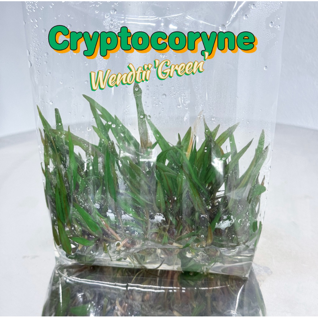 Cryptocoryne wendtii Green 🌱ไม้น้ำเนื้อเยื่อ เลี้ยงง่าย กอสวย คริปเวนดี้ คริปเขียว ต้นไม้น้ำ