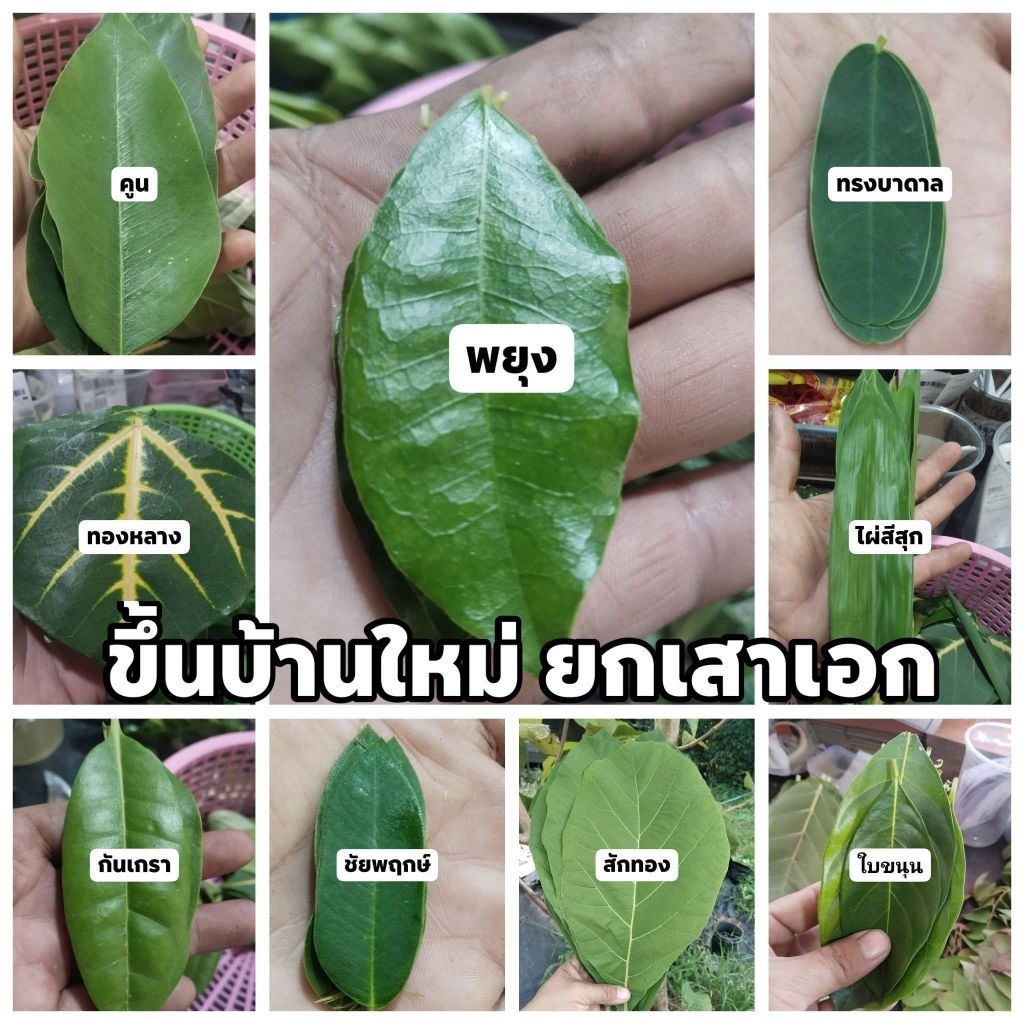 ใบไม้มงคล กว่า 50 ชนิด เพื่อใช้ในพิธีมงคลต่างๆ(ชนิดละ 9 รูปที่ 2