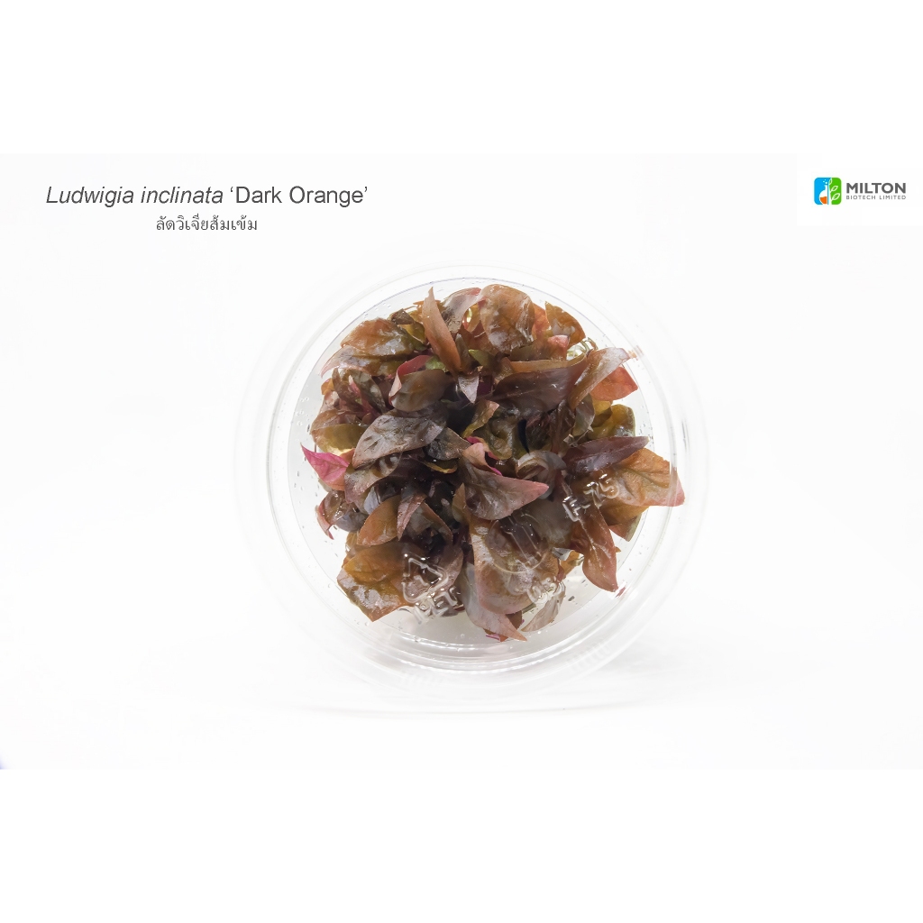 Ludwigia inclinata 'Dark Orange' (ส้มเข้ม)