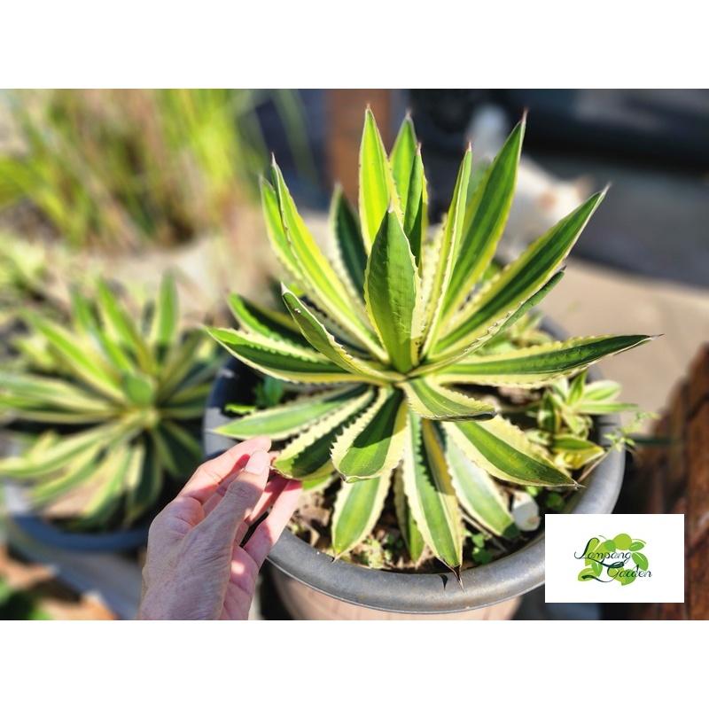 ต้น อากาเว่ ควอดิคัลเลอร์ Lophantha quadricolor กระถาง 3 รูปที่ 7