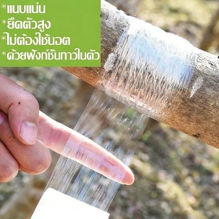 เทปพันกิ่งไม้ เทปพันกิ่งทาบ เทปพันตา หน้ากว้าง 3,6 ซม หนา ทนทาน คุณภาพดี ส่งของทุกวัน ส่งของจากประเทศไทย