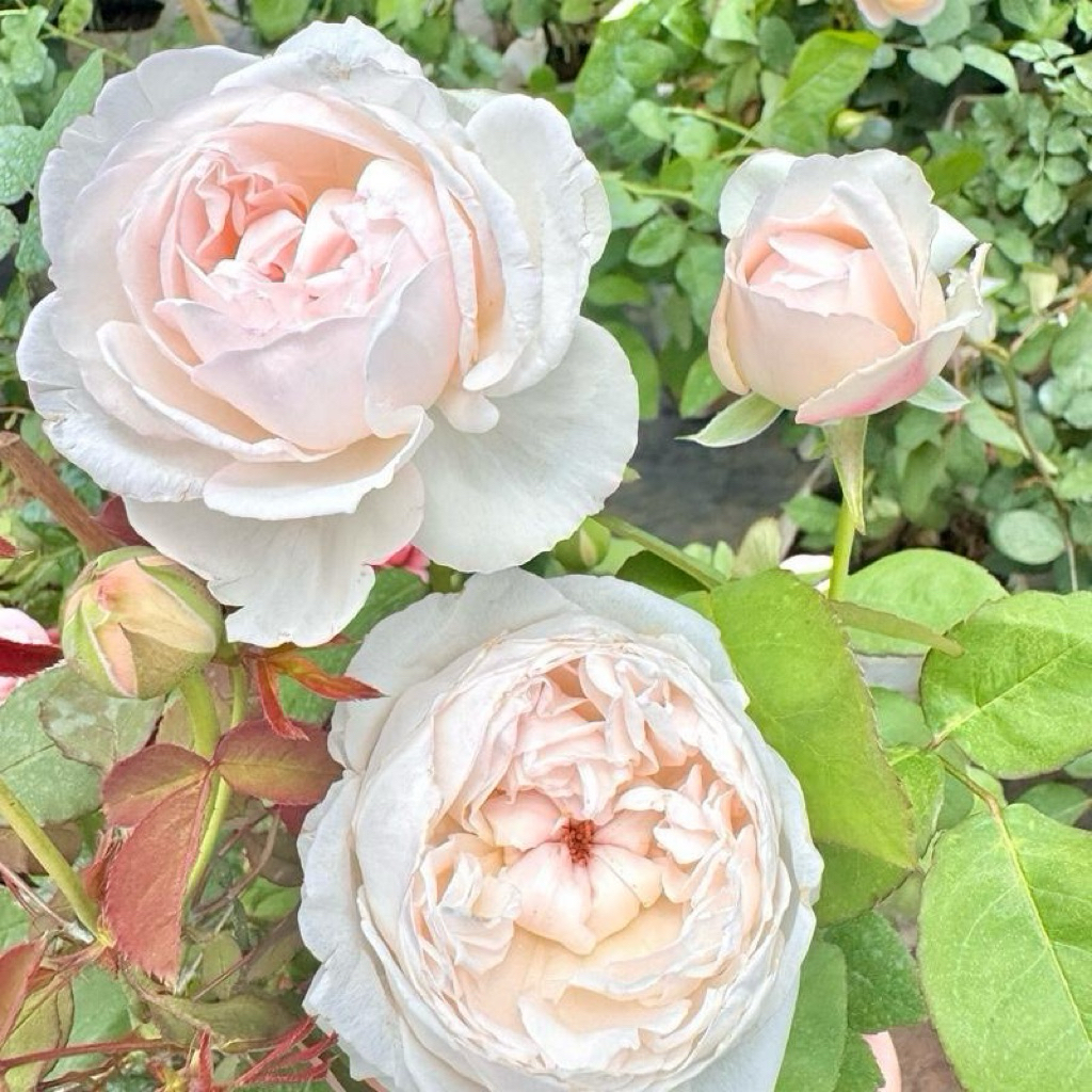 กุหลาบสายพันธุ์ PNW สีขาวอมชมพูทรงถ้วยฟู ดอกใหญ่ ทรงดอกพิโอนี่