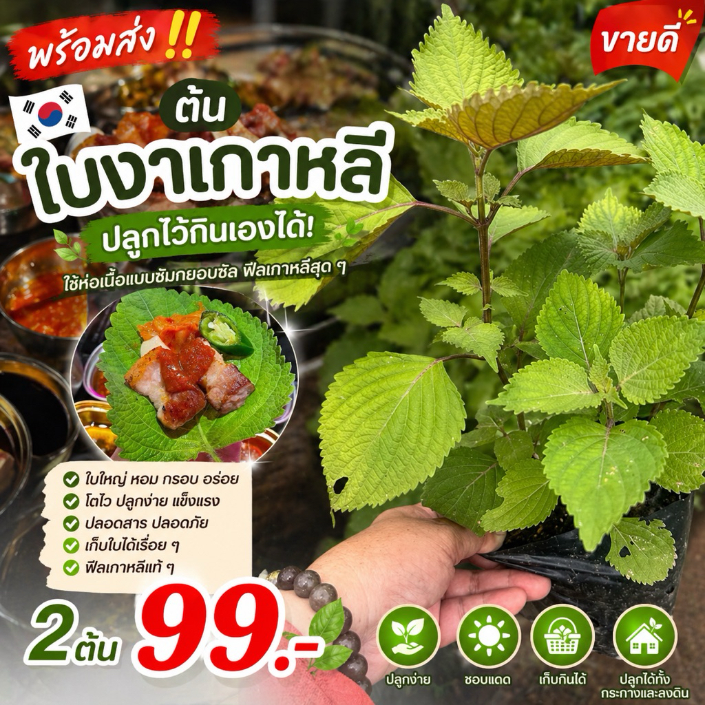 ( พร้อมส่ง ‼️ ) ขายดี 💥 🇰🇷 ปลูกไว้กินเองได้! 🌿 ต้นใบงาเกาหลี 2 ต้น 99.- ใช้ห่อเนื้อแบบซัมกยอบซัล ฟีลเกาหลีสุด ๆ 💚