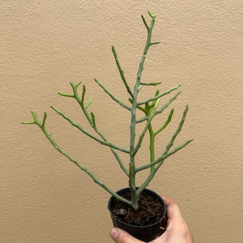 ต้นพญาไร้ใบเขากวาง เลี้ยงน้ำได้ Euphorbia stenoclada ต้นเขากวาง ต้นปะการัง ต้นไม้มินิมอล ไม้ฟอกอากาศ