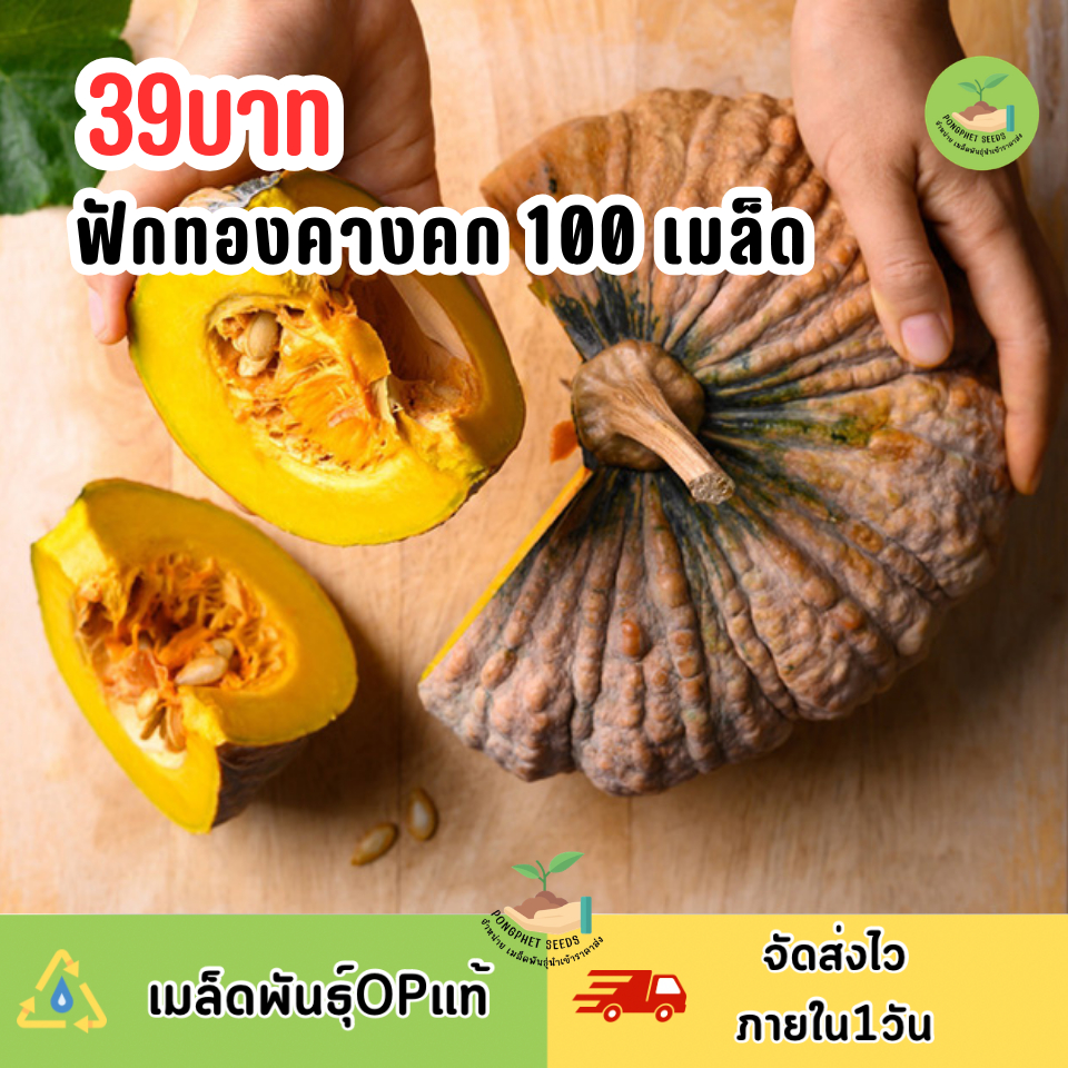 เมล็ดพันธุ์ฟักทองคางคก 100 เมล็ด