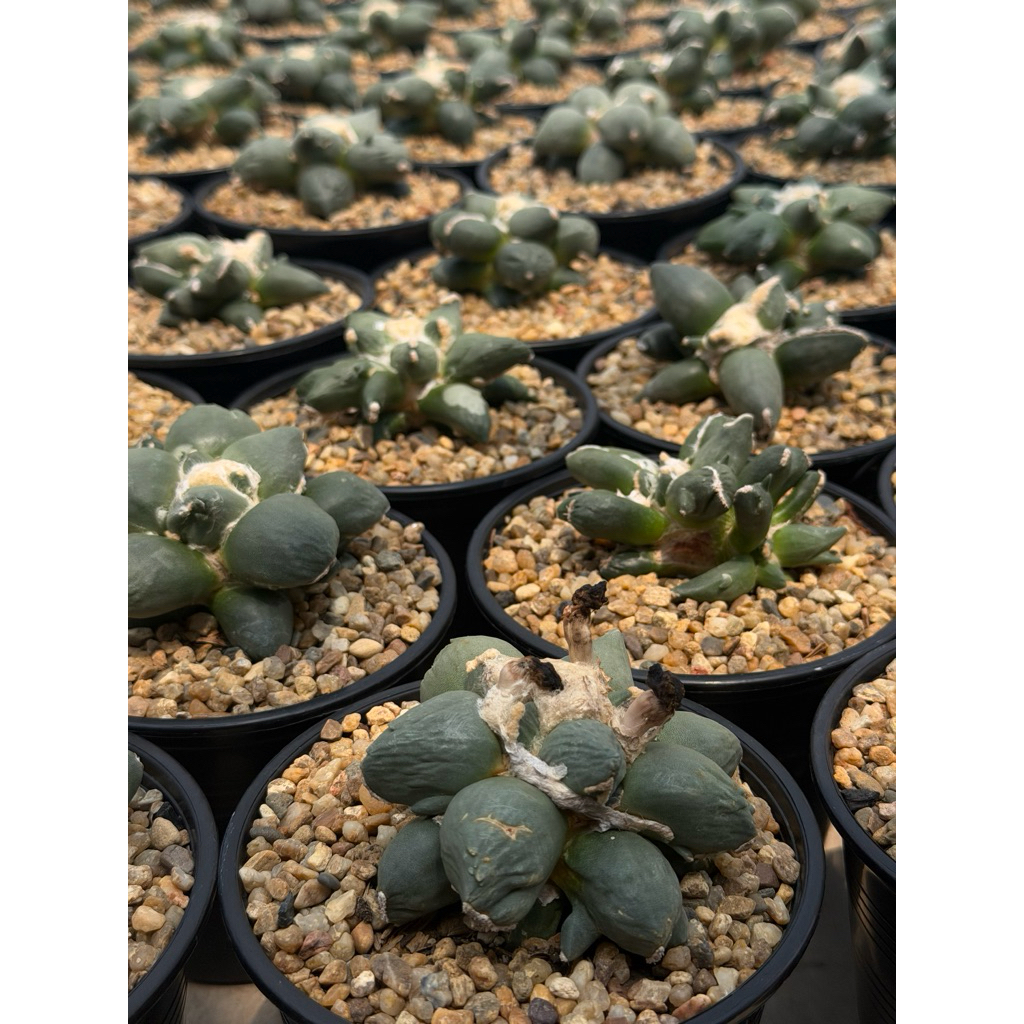 Ariocarpus trifinger ไม้เมล็ดgraftเปอเรสตอสั้น พิเศษไซร์พร้อมให้ดอก