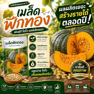 เมล็ดฟักทองไข่ลืมผัวแท้ 100% ผลผลิตสูง ปลูกขายกำไรดี