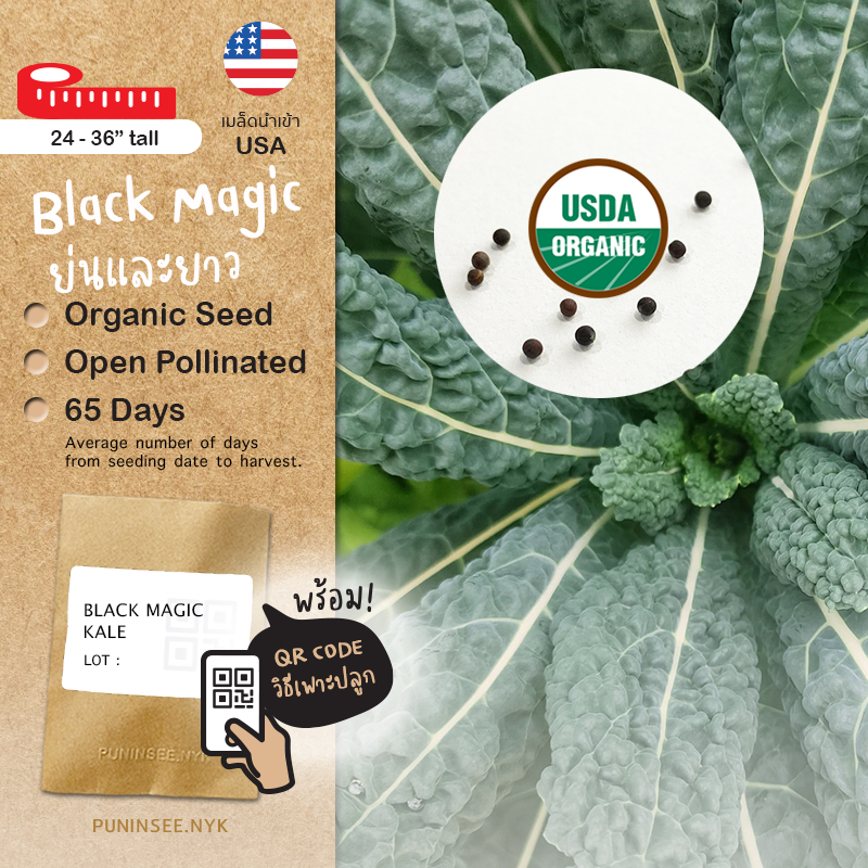 NEW LOT 🇺🇸 เข้าใหม่ ไดโนเคล Lacinato Dino Kale (Organic Seed) เมล็ดเคลไดโน ผักเคล คะน้าเคล ใบยาว