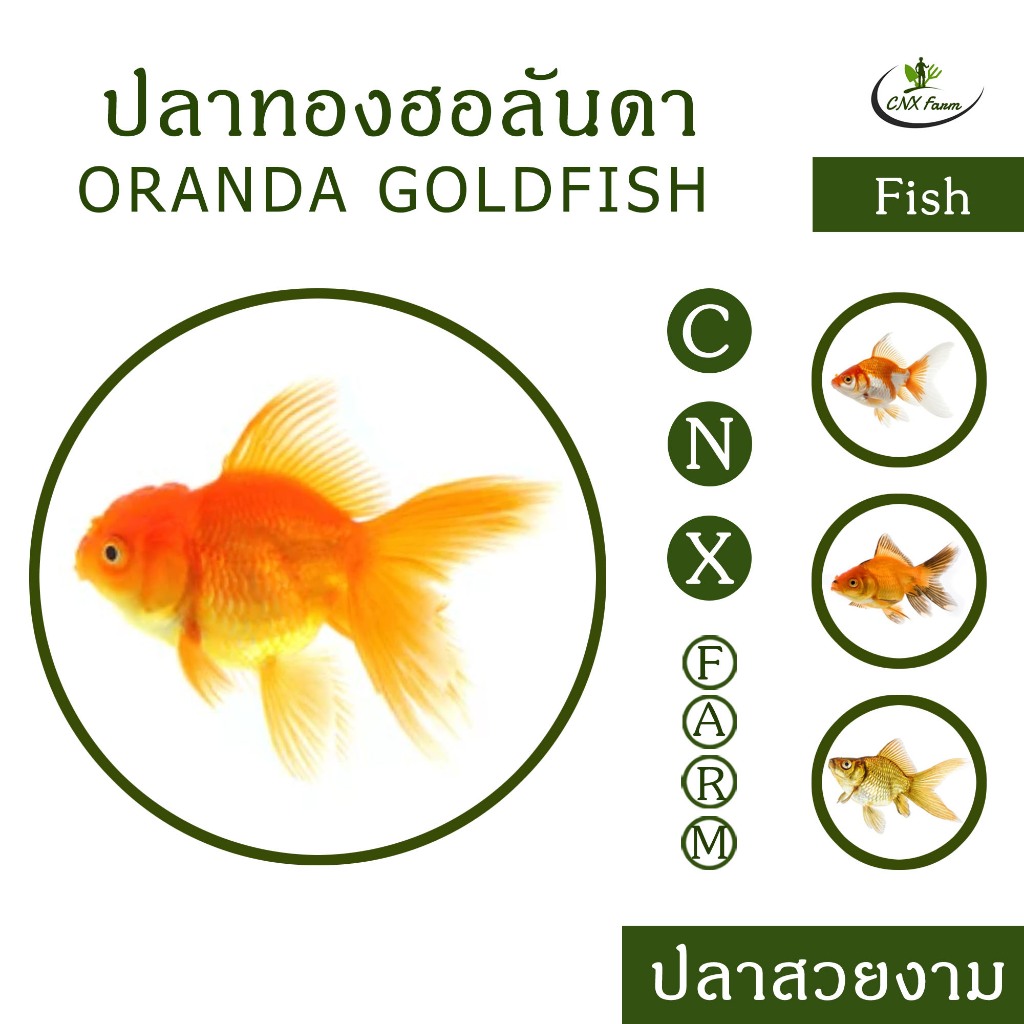 อาหารปลาทองฮอลันดา Oranda Goldfish