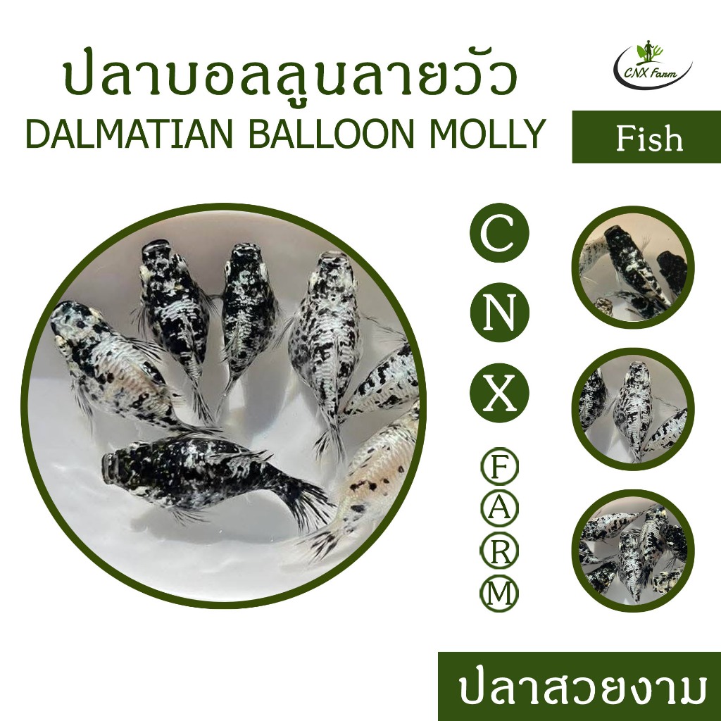 อาหารปลาบอลลูนลายวัว Dalmatian Balloon Molly