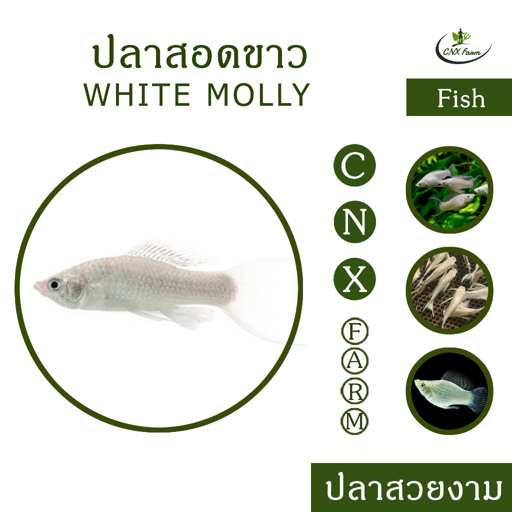 สอดขาว White Molly CNX Farm