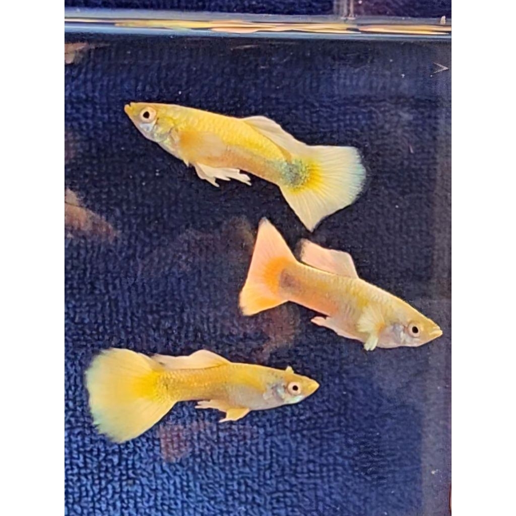 ฟลูโกล💛✨️(1แถม1)✨️ สำหรับตกแต่งอ่างบัวให้สวยงาม