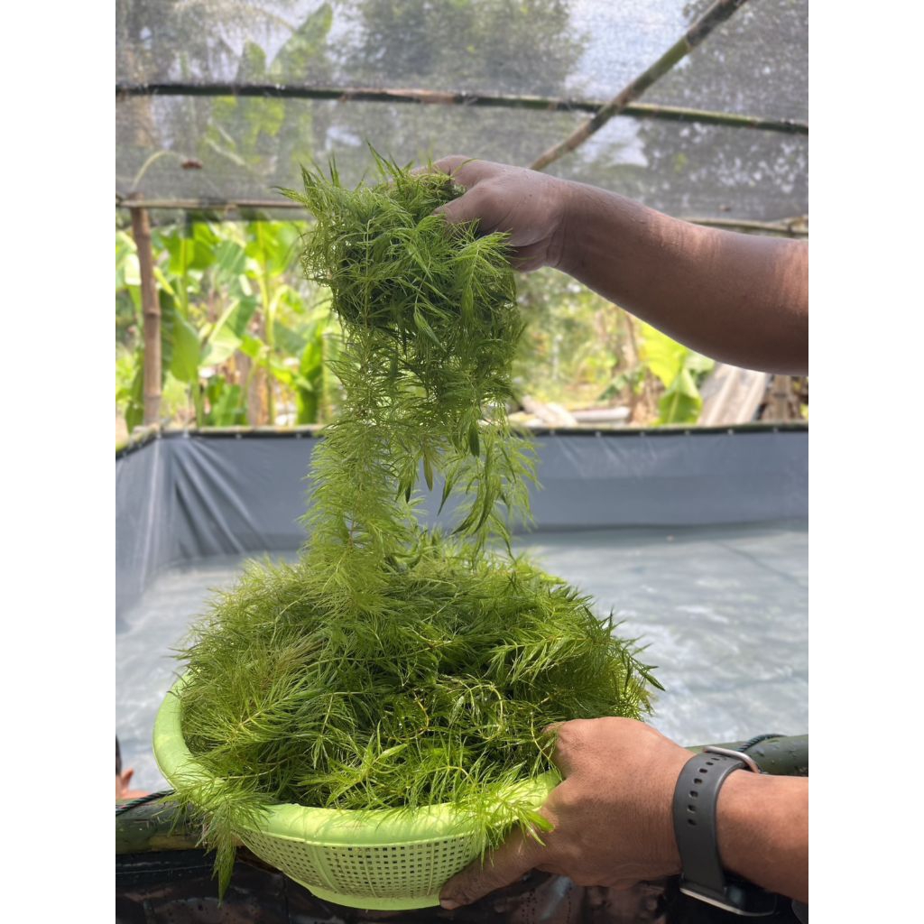 สาหร่ายพุงชะโด พืชน้ำคัดพิเศษ ปลอดสารพิษ 500กรัม40บาท