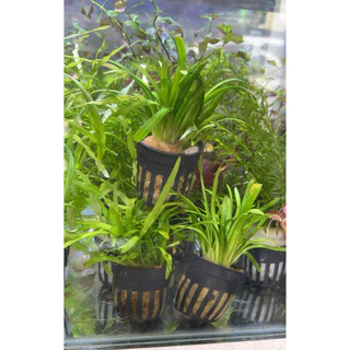 หญ้าซาจิ หรือ Sagittaria subulata เป็นไม้น้ำพื้นตู้ยอดนิยม เลี้ยงง่าย โตไว แตกกอเร็ว ช่วยเพิ่มอ๊อกซิเจน