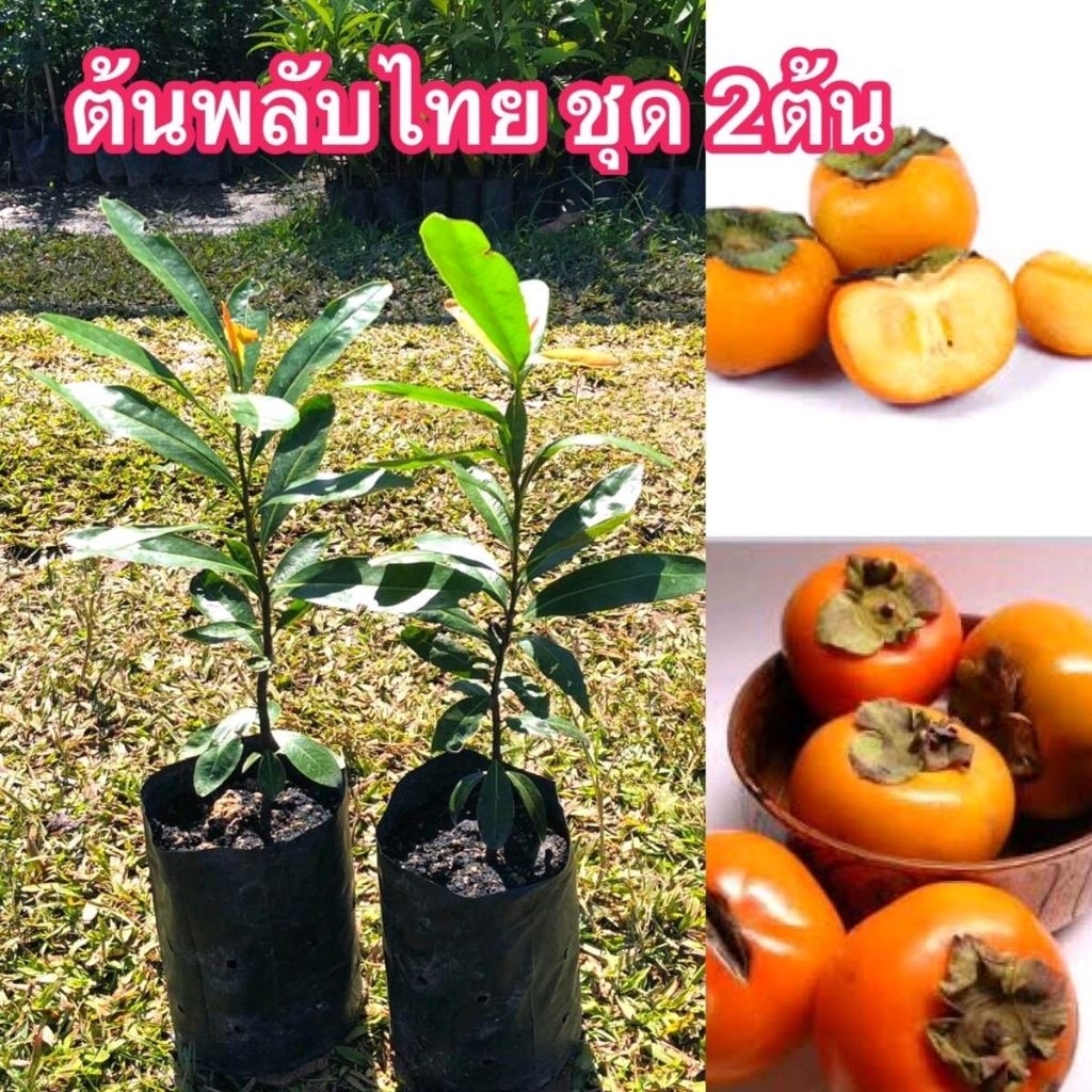 ชุด2ต้น มะพลับต้นพลับไทย ปลูกได้ทุกพื้นที่ หวานกรอบ ลูกดก