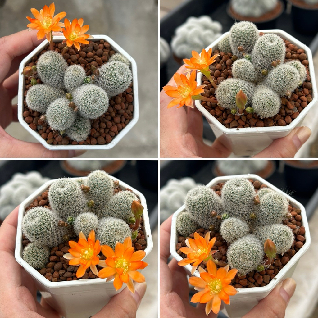 Rebutia Cactus: รีบูเทีย แคคตัส แคคตัส กระบองเพชร