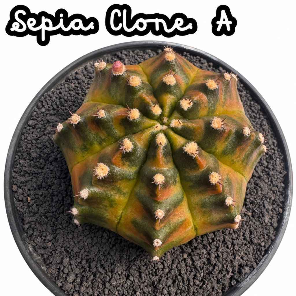RARE ITEM | G.Sepia clone A Big Size 🤎 ยิมโนซีเปียโคลน เอ ชำหน่อ ไม้ราก