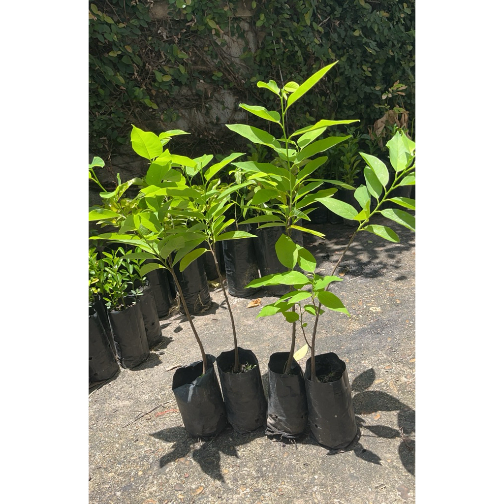 น้อยหน่าหนังเขียวเกษตร2 สูง25-35cm. สายพันธุ์ยอดนิยม ลูกใหญ่ผลดก