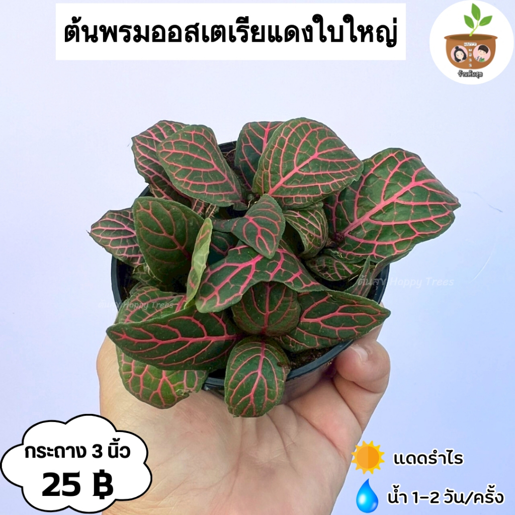ต้นพรมออสเตเรียแดง จัดส่ง 2 ต้นขึ้นไป คละแบบได้ ต้นไม้มงคลจิ๋ว