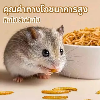 หนอนนกอบแห้ง หนอนอาหาร 1300ML โปรตีนสูง หนอนอบแห้ง สำหรับแฮมสเตอร์ เม่น กระรอก นก | Dried Mealworms