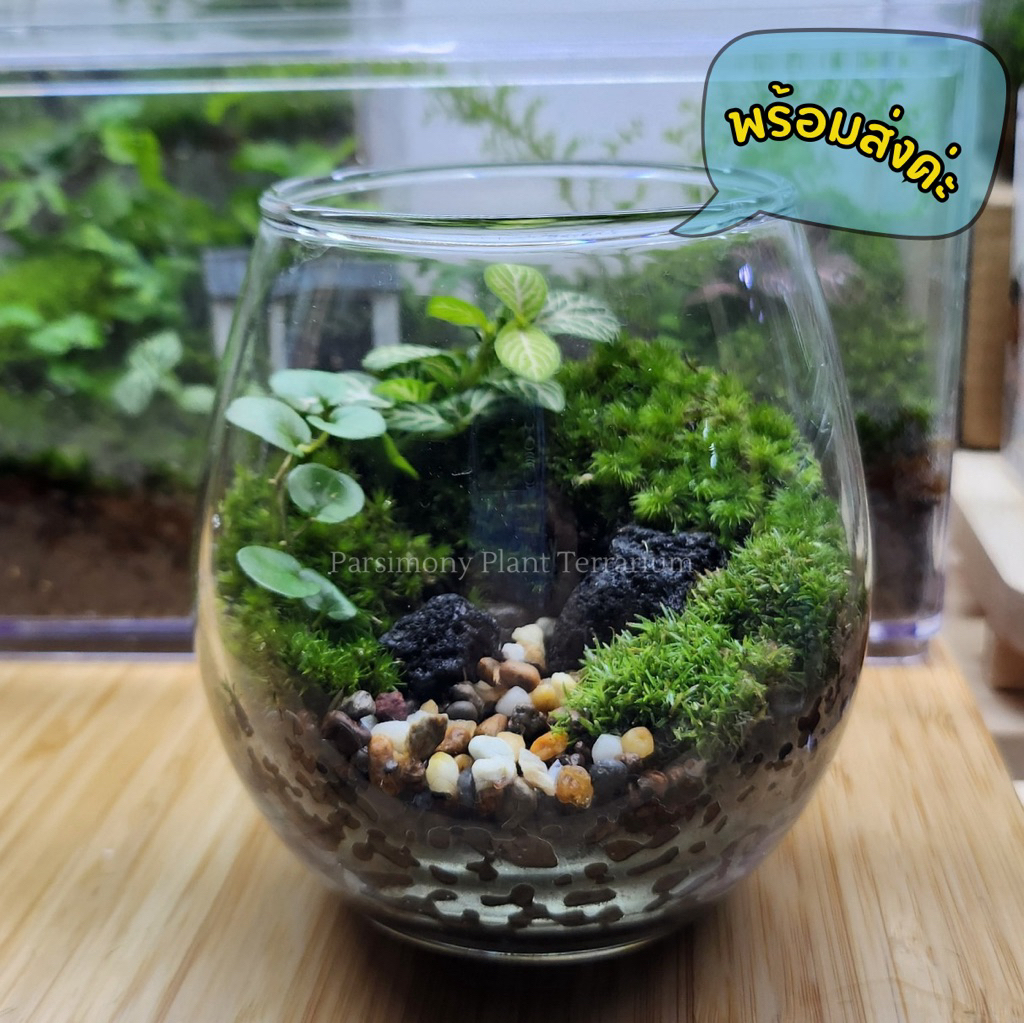 🌻พร้อมส่ง🌻สวนขวดแก้วทรงมูจิ  (พร้อมฝาปิด อะคลิลิคใส)  Terrarium ของขวัญ ของแต่งบ้าน