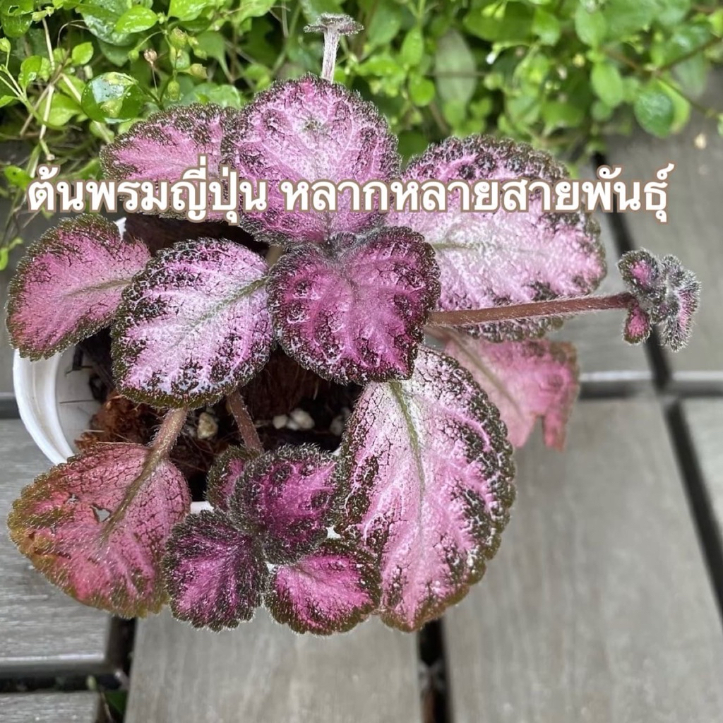 ต้นพรมญี่ปุ่น หลายสายพันธ์ุ ไม้คลุมดิน ต้นไม้ฟอกอากาศ ไม้ประดับสวน กระถาง3นิ้ว จัดส่ง4ต้นขึ้นไปคละสีได้ of