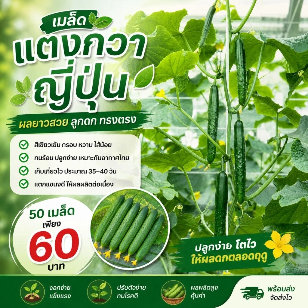 เมล็ดแตงกวาญี่ปุ่นนำเข้า อัตราการงอก 95 % ผลสวย