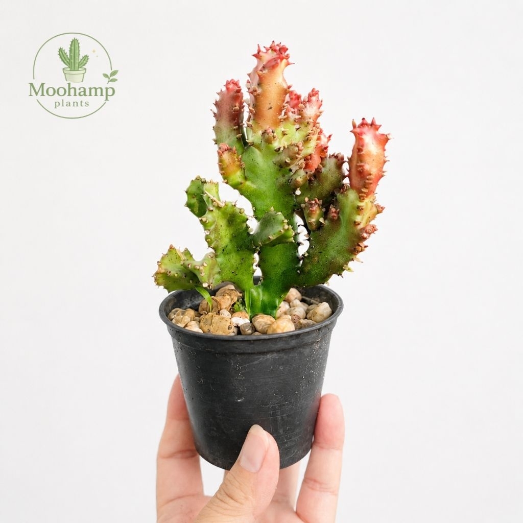 ยูโฟเบียปลายแดง อ่านก่อนสั่งซื้อค่ะ Euphorbia lactea montrose red form กระบองเพชร แคคตัส ไม้อวบน้ำ