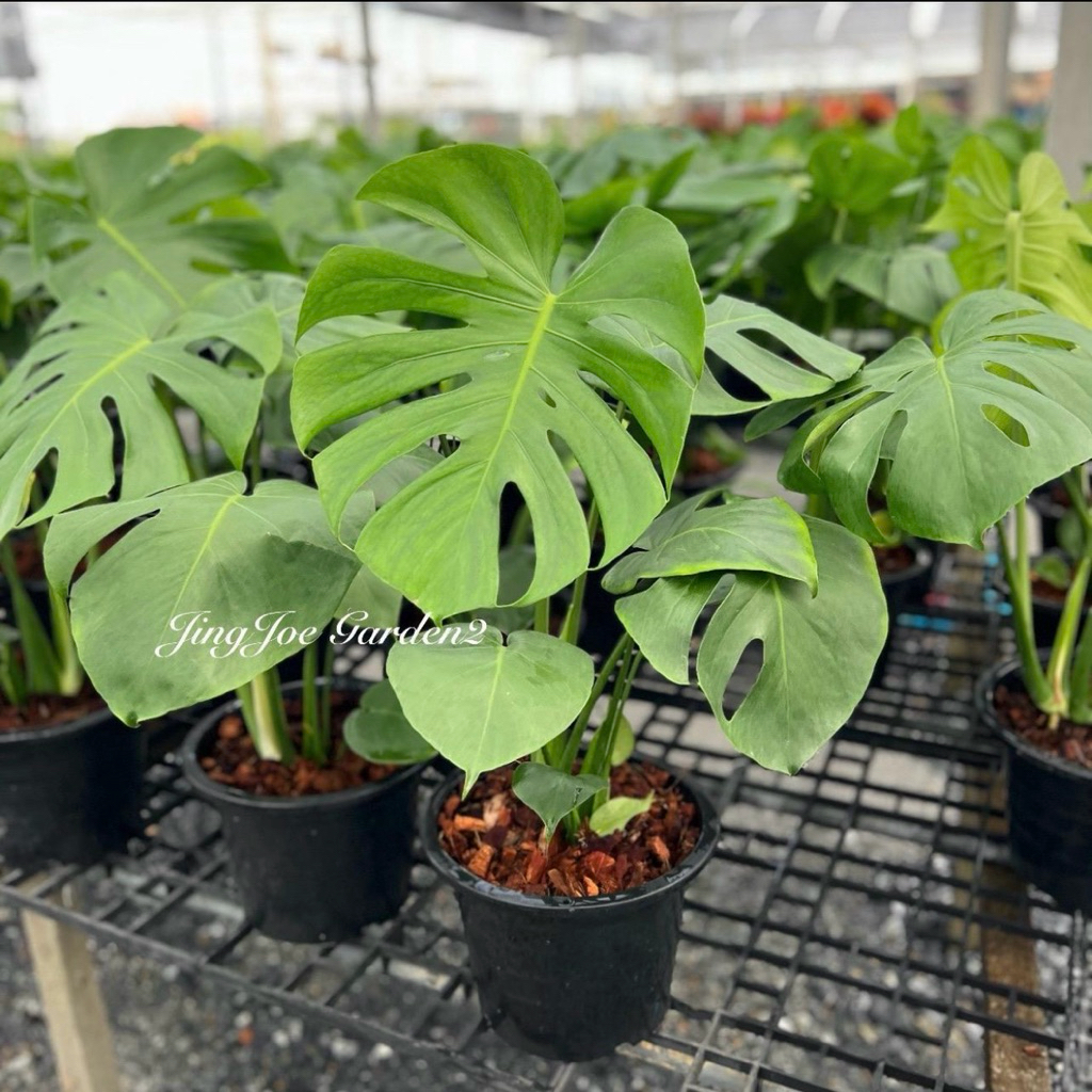 ต้นมอลเตอร่าไจแอนท์ monstera giant กระถางดำ 11 นิ้ว (สั่งไม่เกิน 1 ต้นต่อคำสั่งซื้อ)