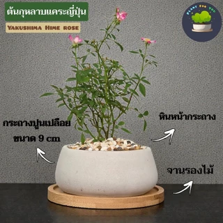 🌳บอนไซมินิ Bonsai Mini มีต้นหลายแบบ พร้อมกระถางปูนเปลือยทรงเตี้ย+จานรองไม้+หินหน้ากระถาง